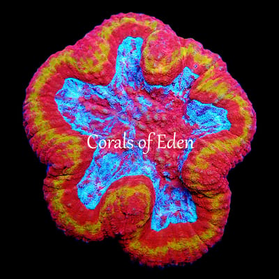 Coral様　3点おまとめ ReefnBid - Live Coral Auctions
