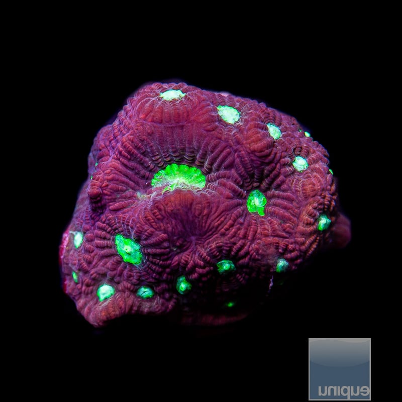 Coralꪔ̤̫ ReefnBid - Live Coral Auctions