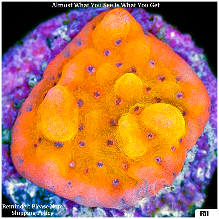 ReefnBid - Live Coral Auctions