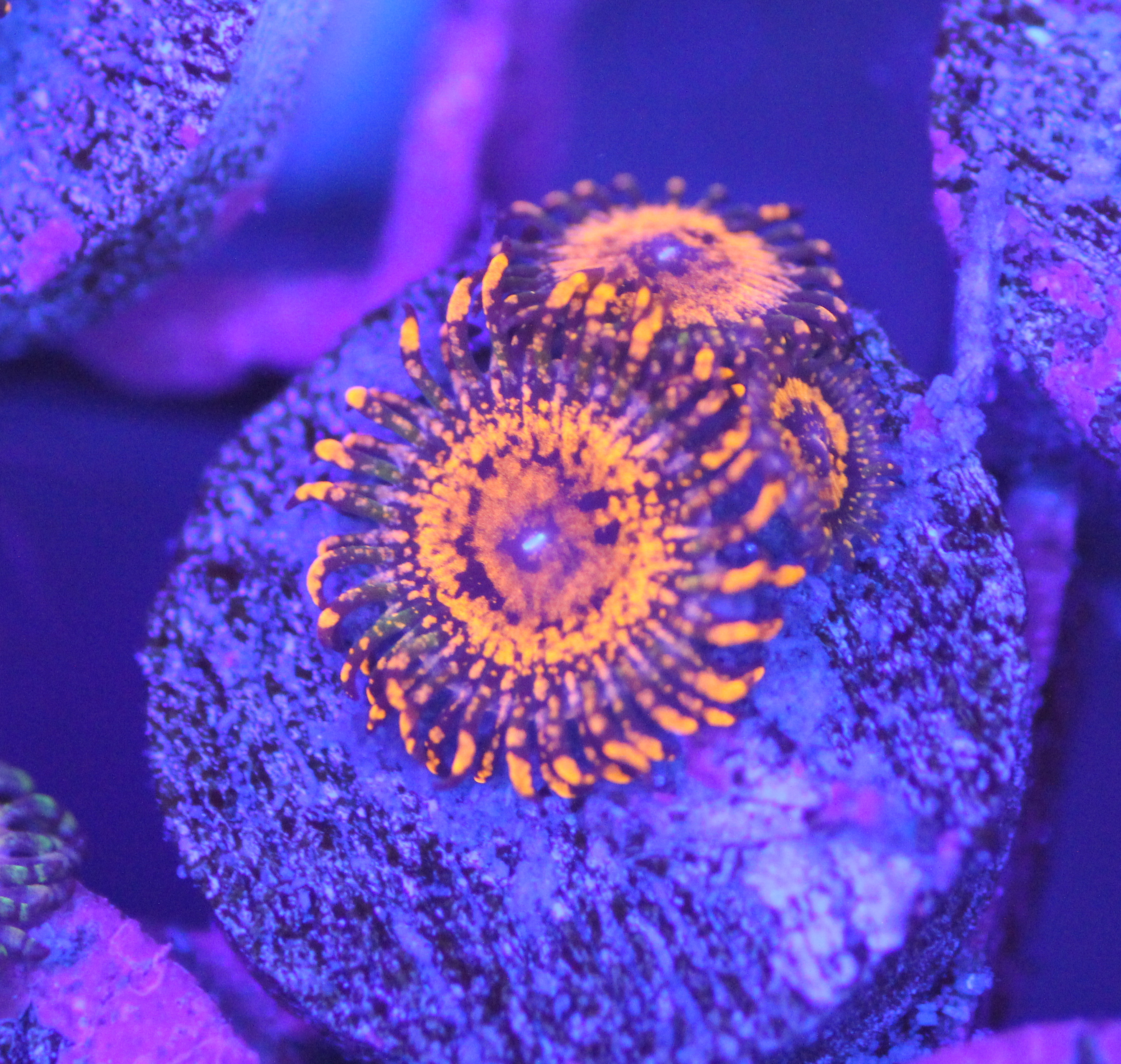 coral reef Product – ReefnBid