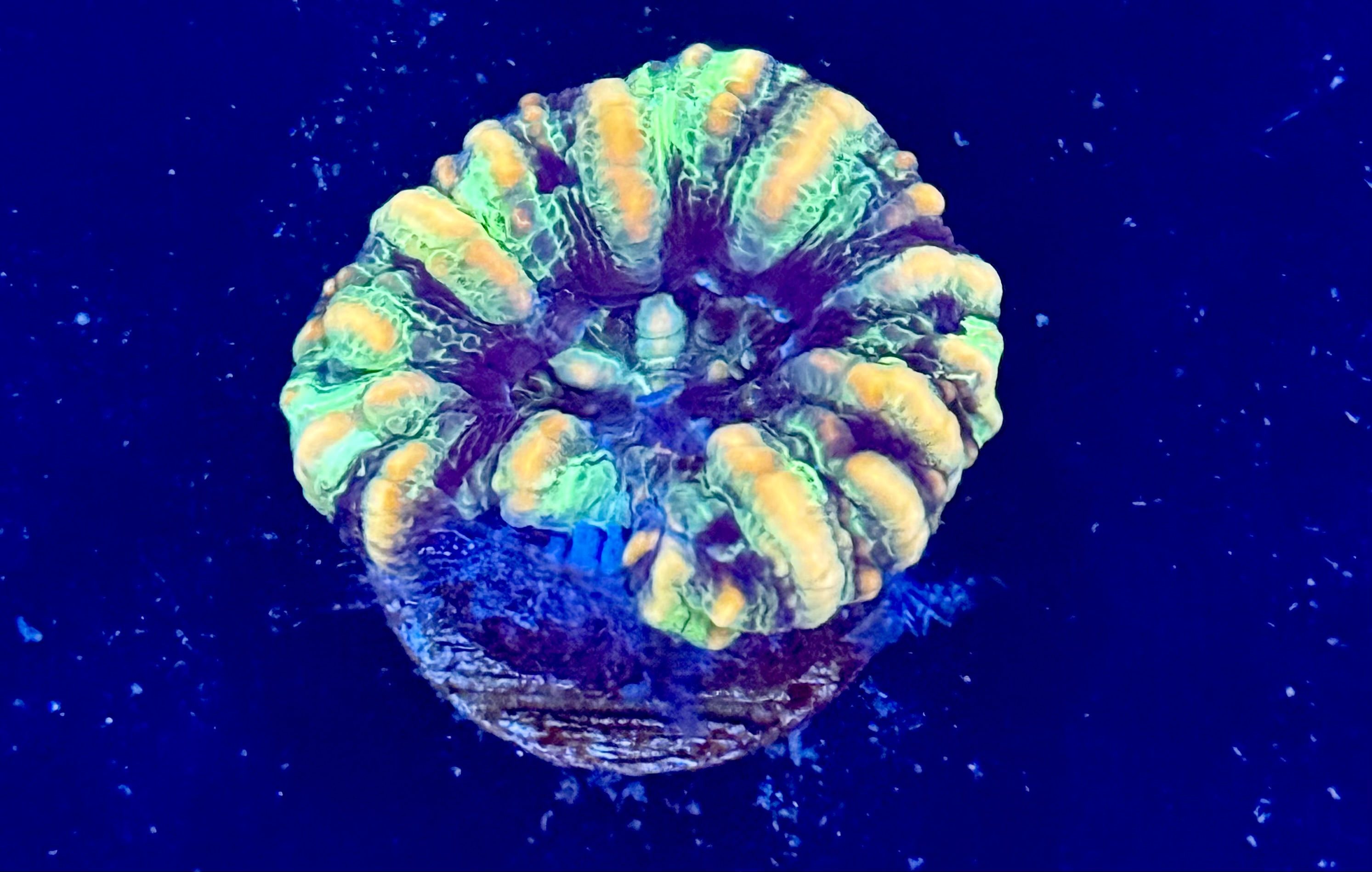 ReefnBid - Live Coral Auctions