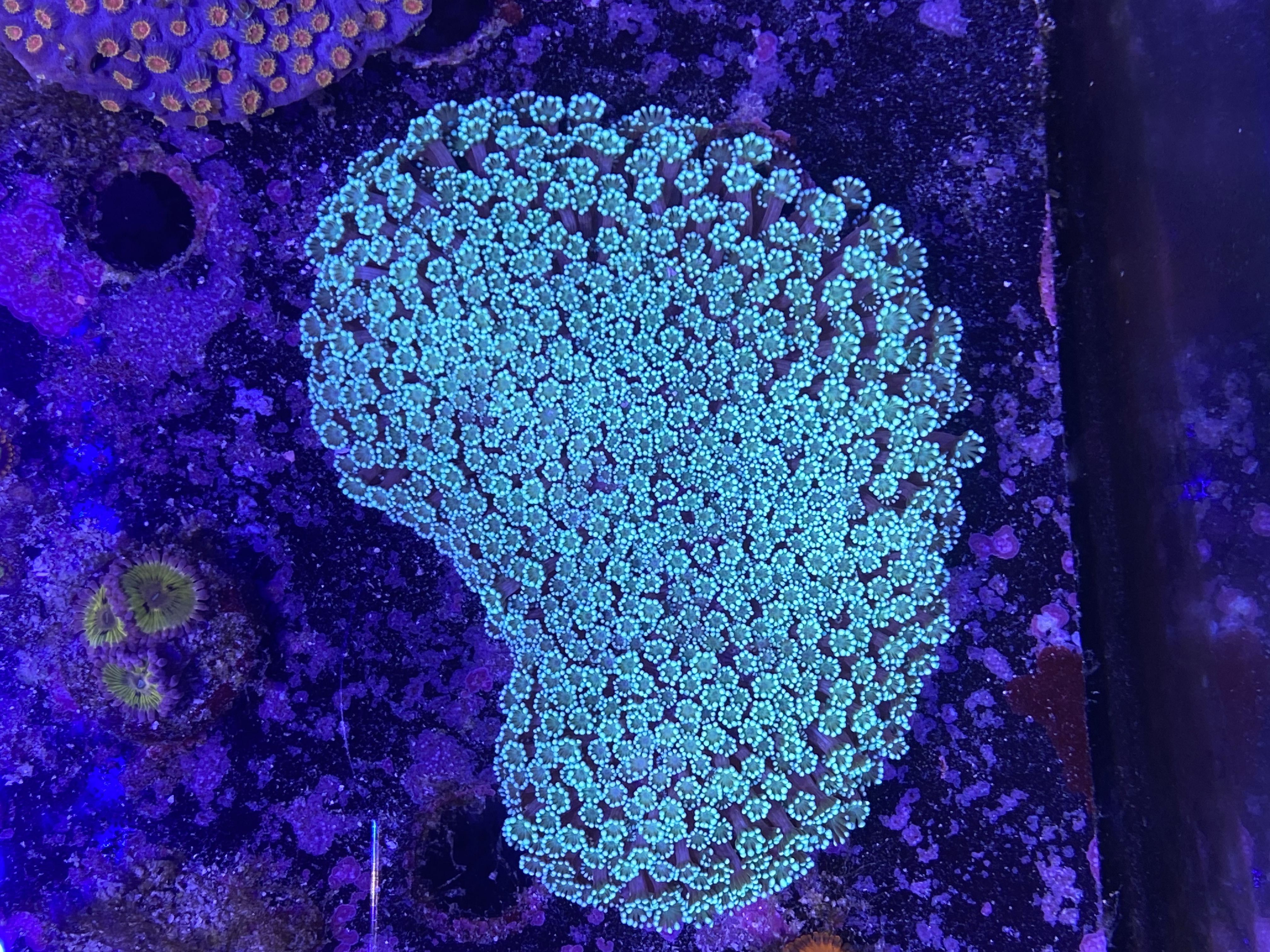 ReefnBid - Live Coral Auctions