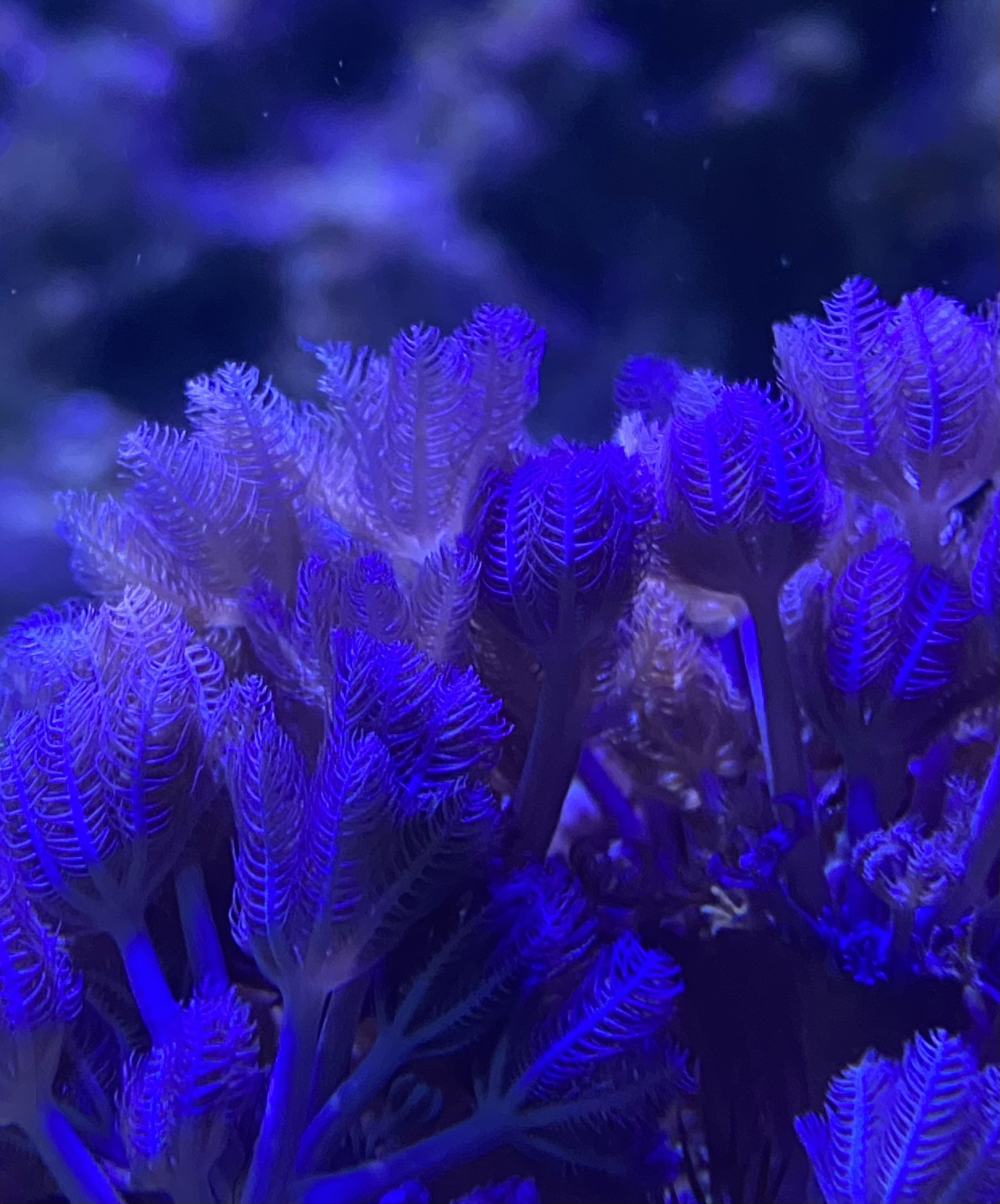 ReefnBid - Live Coral Auctions